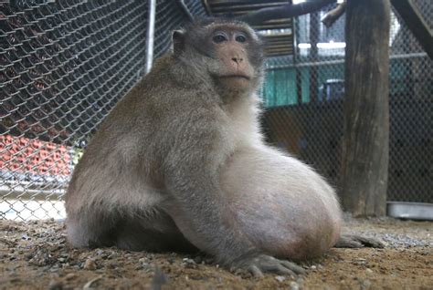 Thailands Chunky Monkey On Diet After Gorging On Junk Food Ap News