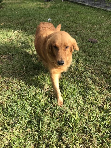 However, free golden retriever dogs and puppies are a rarity as rescues usually charge a small adoption fee to cover their. Golden Retriever Puppies For Sale | Pompano Beach, FL #300954
