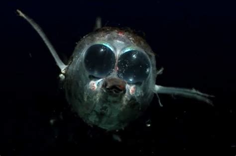 Strange Fish Deep Sea Fish Weird Sea Creatures Ocean Creatures