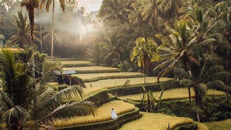 5 Sawah Terasering Paling Bagus Di Bali Suasana Khas Pedesaan Bangat