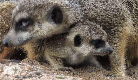 Unser kleiner spielt gern mit seiner wasserflasche rum, sobald er keinen durst. Ich will aber noch nicht ins Bett Foto & Bild | tiere, zoo ...