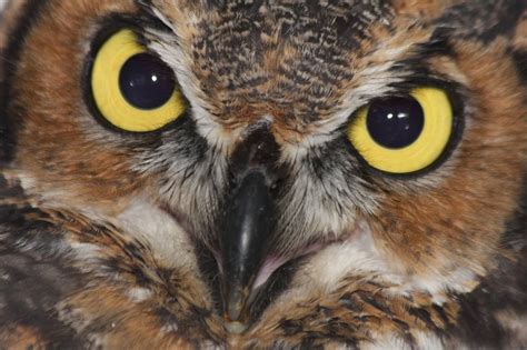 Amazing Owl Eyes Thanks To Wild Heart Ranch Fb Owl Who Owl Eyes