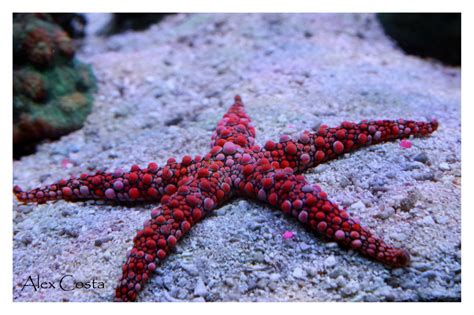 Beginner Topic Why Starfish Or Sea Stars Are Cool
