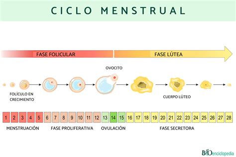 Ciclo Menstrual Qué Es Y Fases Resumen Para Estudiar