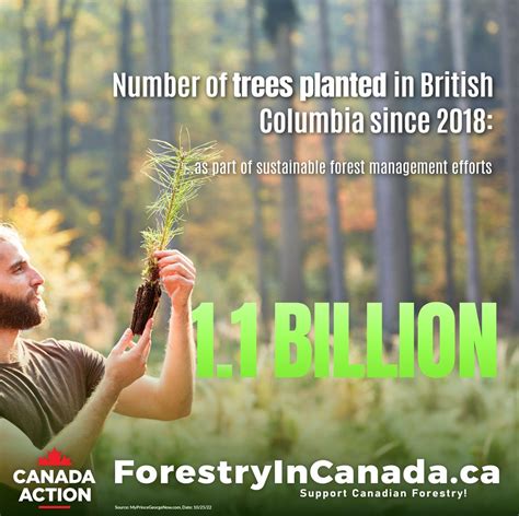 Forestry In British Columbia 20 Facts Canada Action
