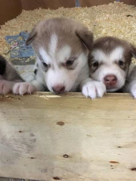Puppies unleashed hearne, texas labrador retriever contact: alaskan malamute puppies for sale in michigan in Bloomfield Township, Michigan - Puppies for ...