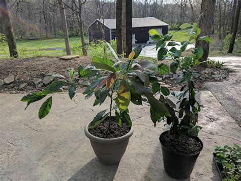 Check spelling or type a new query. My one year old Avocado tree and Lemon tree grown from ...