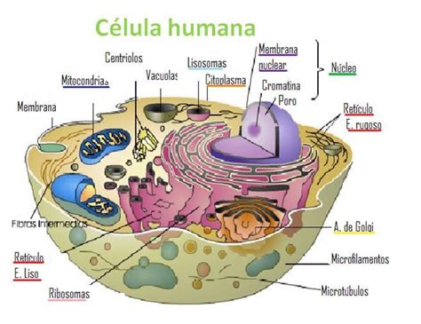 La Célula Humana Apunte