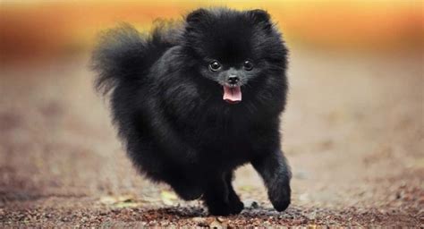 Pomeranian Colors Markings And Patterns