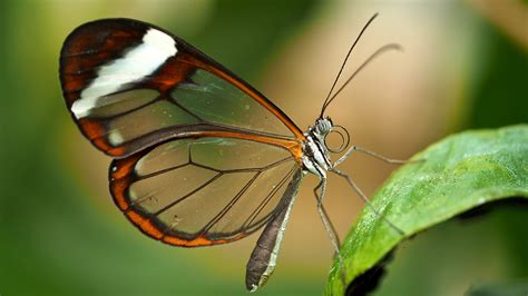 Marvelous Glasswing Butterflies With See Through Wings Earth Wonders