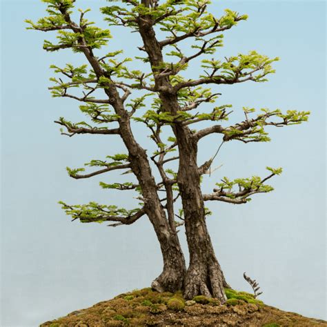 The Oldest Bonsai Trees In The World Bonsai Tree Resource Center Bonsai Tree Care Tips