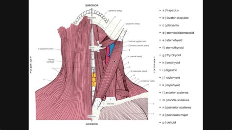 Neck And Chest Muscles Diagram Trunk Muscles Boundless Anatomy And