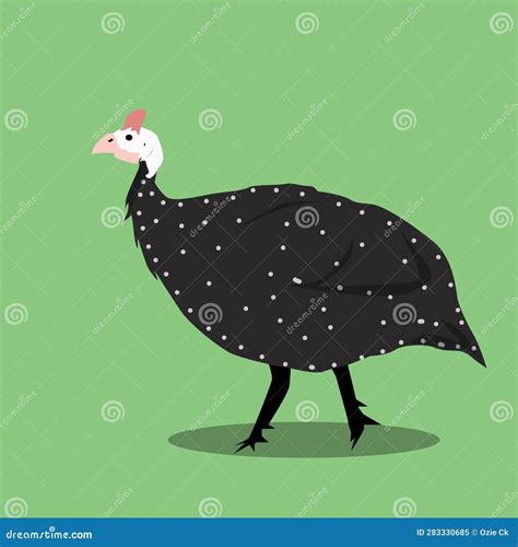 Illustration Of Guinea Fowl Breed Beautiful Chicken With Distinctive