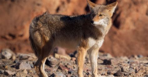 Coyote Hunting In New Mexico An Ultimate Guide For 2024 Updated
