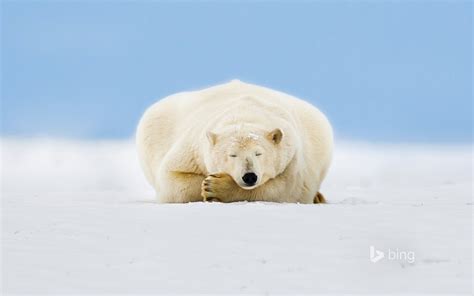 レイジーシロクマ雪 2015 Bingの壁紙プレビュー
