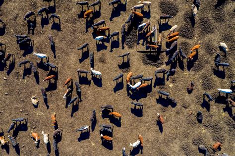 Drone Cattle Monitoring Priezor Com
