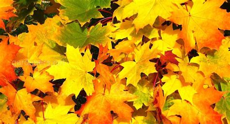Осенние листья: Почему нельзя разводить костры на садовых участках ...