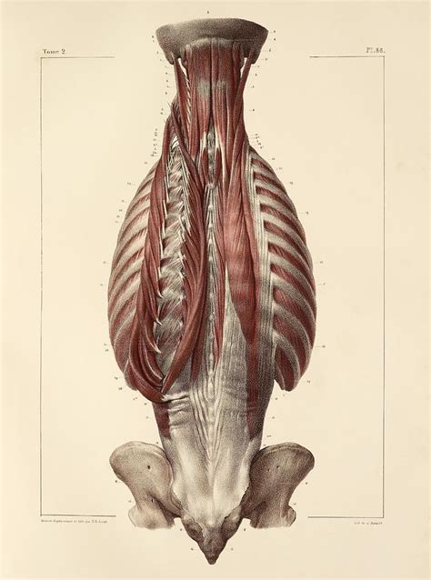 Deep Back Muscles 1831 Artwork Photograph By Science Photo Library