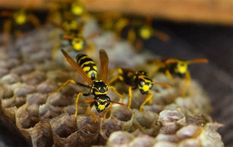 Blog The Safe Way To Remove Wasps From Your Charlotte Property