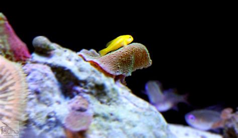 Yellow Clown Goby Gobiodon Okinawae Tiny Fish Saltwater Aquarium