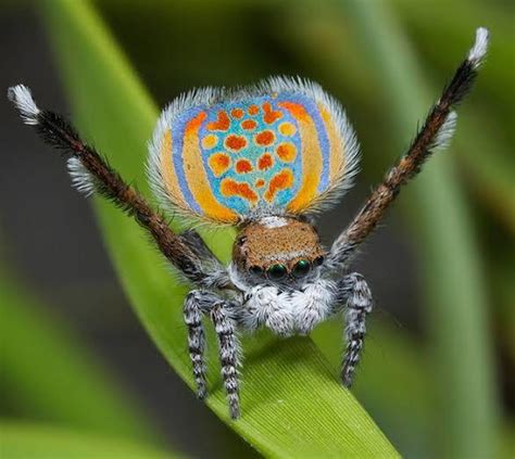 Maratus Volmans One Of The Worlds Smallest Spiders And Also Known As