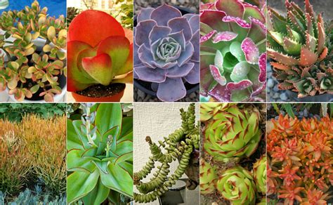 Colorful 10 Beautiful Succulents Cactus Garden