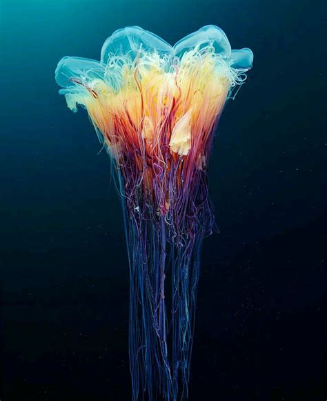 Another Australian Jellyfish Deep Sea Creatures Beautiful Sea