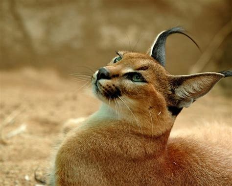 Got a specific bass cat caracal in mind? Cat With Amazing Tufted Ears Just Might Be The Cutest Cat ...