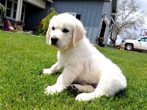 Purebred akc registered golden retriever puppies ready to go to their new homes around halloween 2019. Idaho English Cream White Golden Retrievers | Golden ...