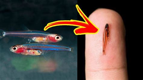 The Smallest Fishes In The World 🐟🔍 Youtube