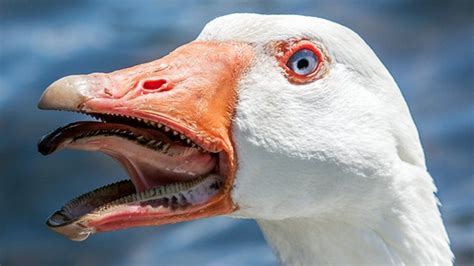 Its Time You Learned The Truth About Geese Weird Animals Animals
