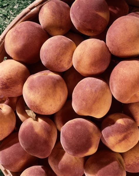 Peaches Recall Aldi Pulls Fruit Over Salmonella Concerns