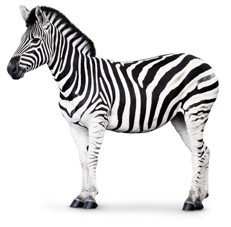 As your child grows, he will be exposed to wild and domestic animals through. DK Find Out! | Fun Facts for Kids on Animals, Earth ...
