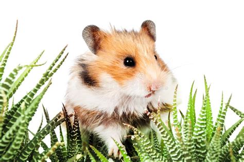 Hamster Sitting In The Green Leaves Of Cactus Stock Photo Image Of