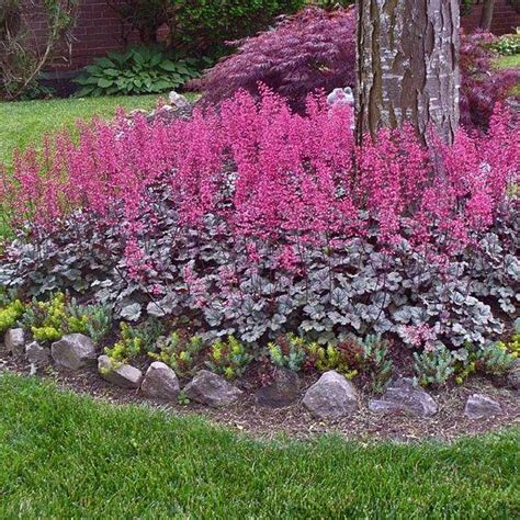 You can also use one of the many foliage sprays that make 'potentilla', also called buttercup shrub, produces cheerful white, yellow or pink flowers in early to late summer. Heuchera Rave On Shade, drought resistant, Zone 6, blooms ...