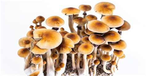 50 Unbelievable Benefits Of Psychedelic Mushrooms Ultimate Guide 2023