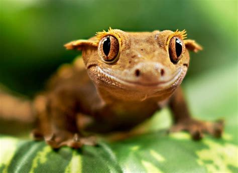 Is The Crested Gecko The Perfect Reptile For You Petcoach Cute