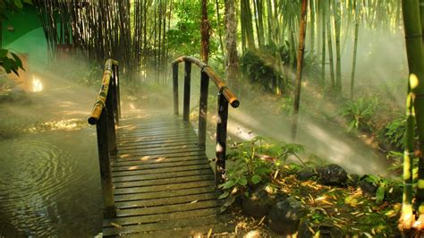 Bamboo Forest Hd Wallpaper