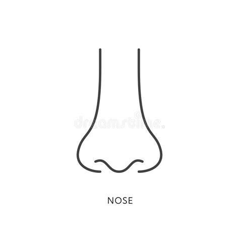 Nose Anatomy Cross Section Diagram Showing Soft Palate Paranasal