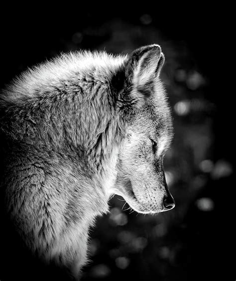 The Wolf Profile Photograph By Athena Mckinzie Pixels