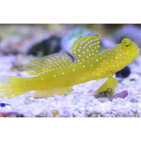 Yellow Prawn Goby Hollywood Fish Farm Online