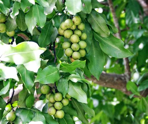 Mamoncillo Tree Spanish Lime Tree Guinep Plant Enjoy A Etsy Israel