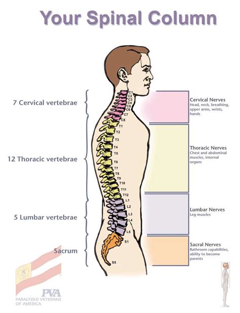 Pin On Corrective Back