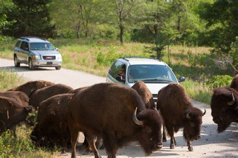 Nebraska Wildlife Safari Park Opens On Friday