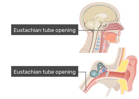 Eustachian Tube Muscles
