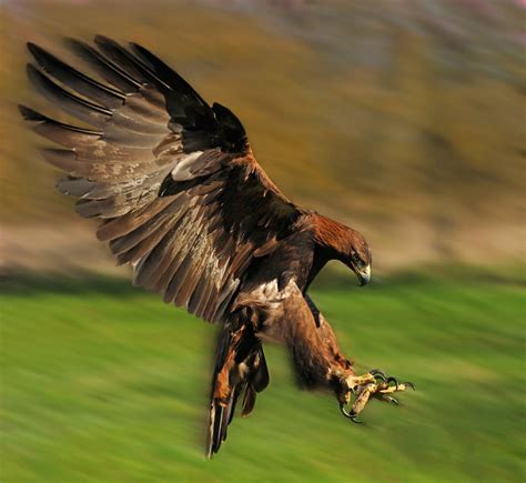 Golden Eagle Landing By Cavalierzee On Deviantart