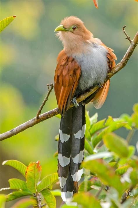 Squirrel Cuckoo Piaya Cayana In Brazil By Bertrando