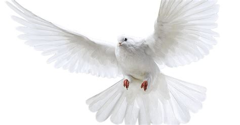 White Dove Sitting Png Check Out Our White Dove Clipart Selection For