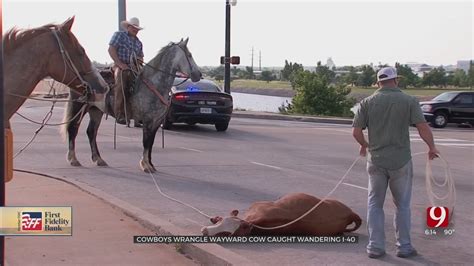 Wayward Cow On I 40 Wrangled By Heroic Cowboys Youtube