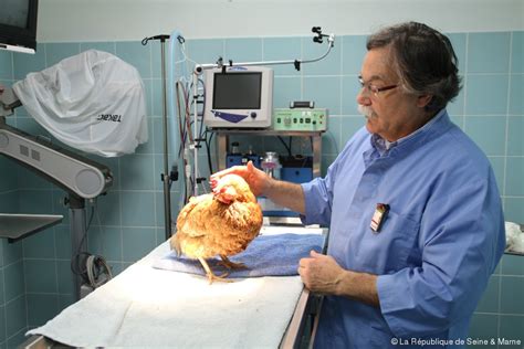 Seine Et Marne Le Véto Des Oiseaux Lance Un Appel à La Profession La